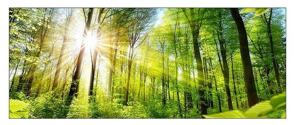 ProArt Steklena slika (Towards the Sun, Š x V: 125 x 50 cm)