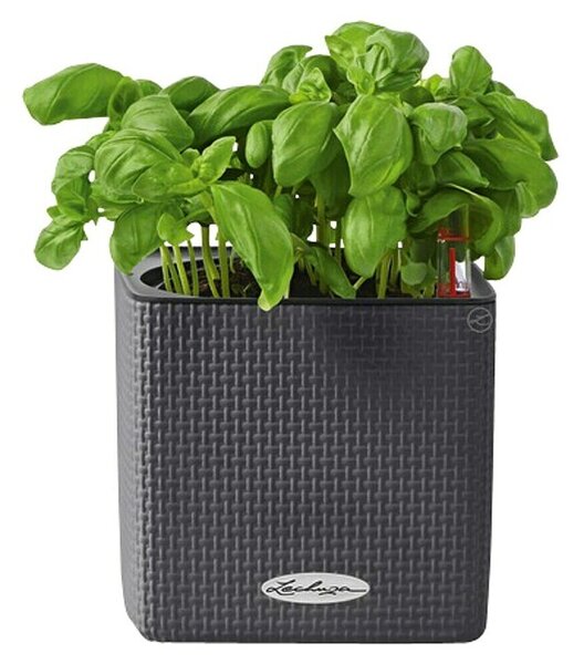 Lechuza Classico Lonec za zelišča Cube (Zunanje dimenzije (Do x Š x V): 14 x 14 x 14 cm, Plastika, Antracit)