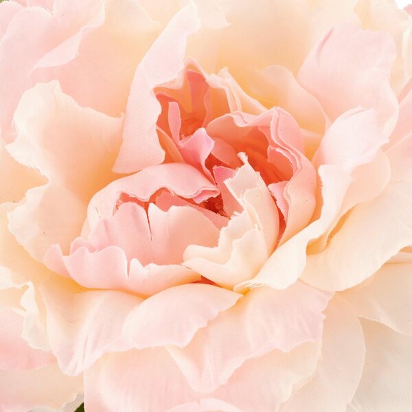 Mömax Potonika Peonie-Mix-Bund Ii -Paz-