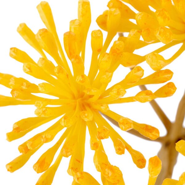Mömax Umetna Roža Heracleum I -Paz-