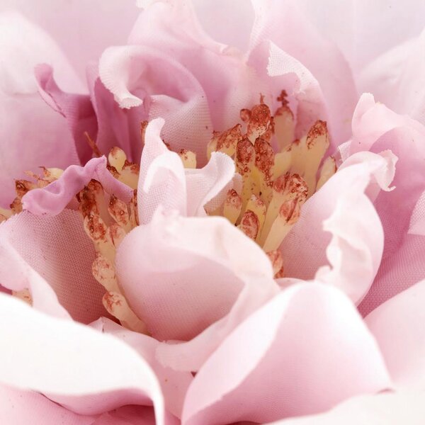Mömax Vrtnica Rose Ii -Paz-