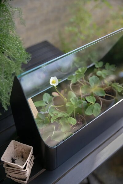 Eva Solo Mini rastlinjak Eva Solo Simply Grow Mini Greenhouse 32 x 42 x 20 cm