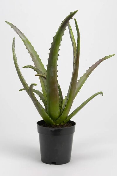 Umetna rastlina v loncu home & lifestyle 48 cm