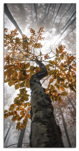 Stenska dekoracija Albero