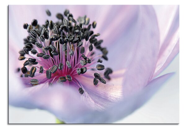 Stenska dekoracija Anemone