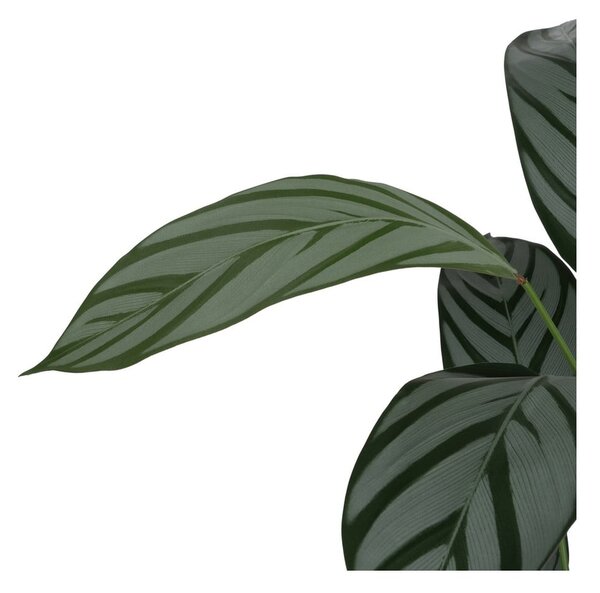 Umetna rastlina (višina 150 cm) Calathea – Ixia