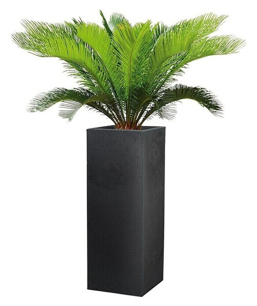 Scheurich Oglati stebrasti cvetlični lonec C-Cube (Zunanje dimenzije (Do x Š x V): 26 x 26 x 69,8 cm, Plastika, Črna)