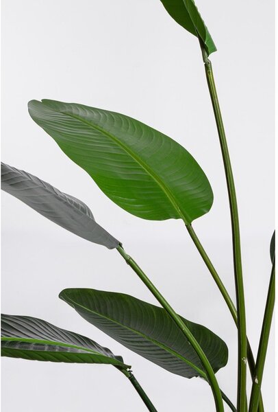 Umetna rastlina (višina 185 cm) Sterilizia – Bizzotto