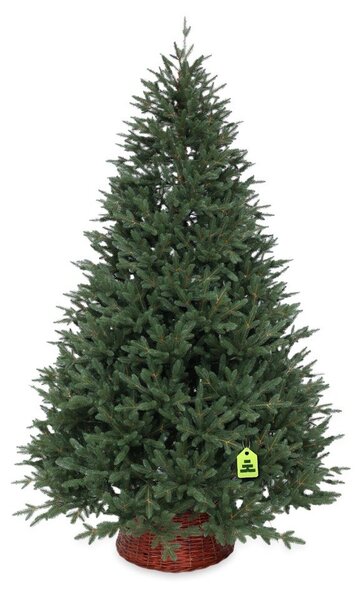Umetna jelka višina 210 cm Canadian Spruce 3D – Můj Stromeček