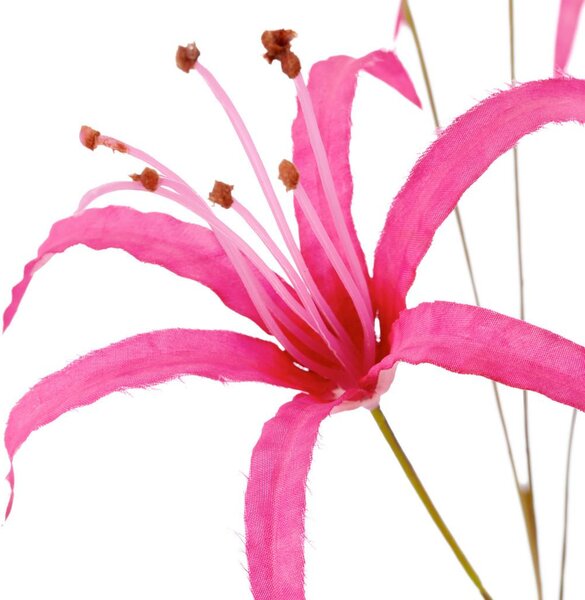 Mömax Lilija Nerine I -Paz-