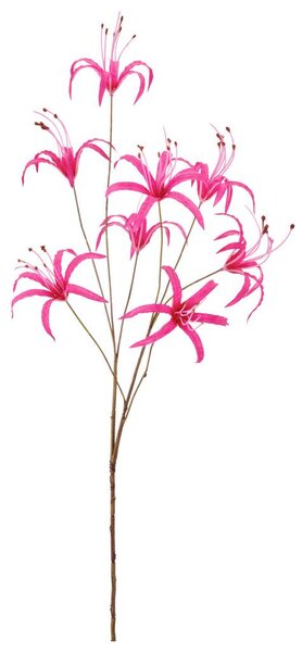 Mömax Lilija Nerine I -Paz-