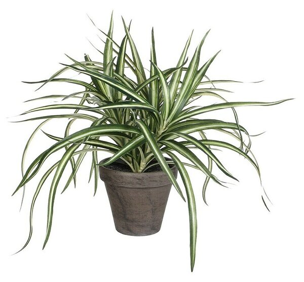 Umetna rastlina Dracena (Višina: 34 cm, Zelena, Plastika)