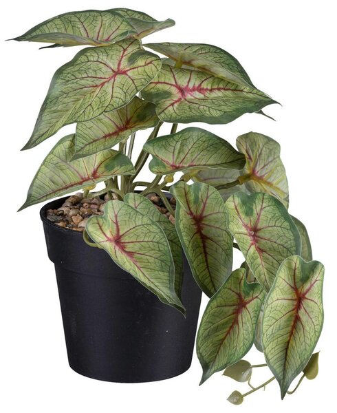 Modern Living Umetna Rastlina Caladium Ii -Paz-