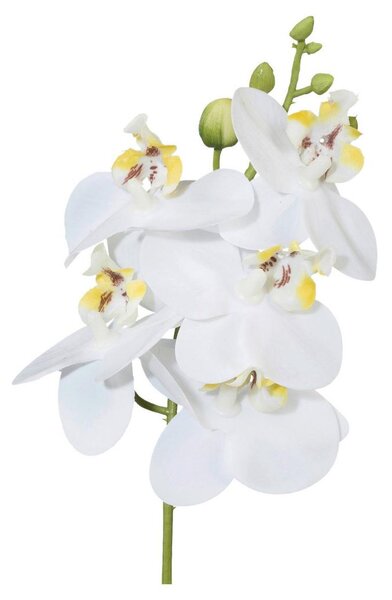 Modern Living Umetna Rastlina Phalaenopsis I -Paz-