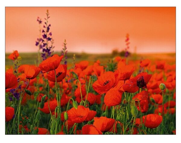 Plakat Young Living (Summer Poppy Field, Š x V: 80 x 60 cm)