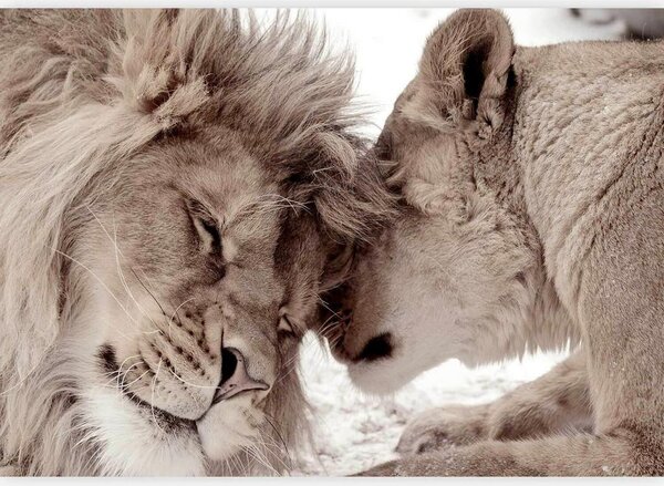 Artgeist Fototapeta Lion Tenderness, 150x105cm