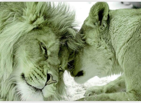 Artgeist Fototapeta Lion Tenderness, 150x105cm