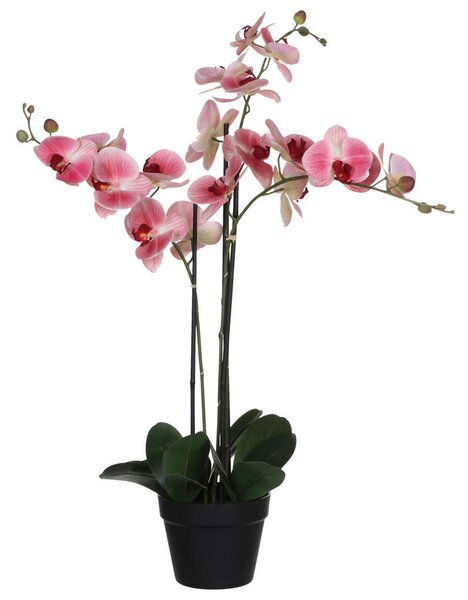 ORHIDEJA 79 cm