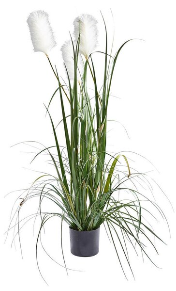 OKRASNA TRAVA 120 cm