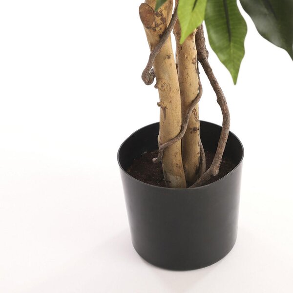 FIKUS BENJAMIN 65/110 cm