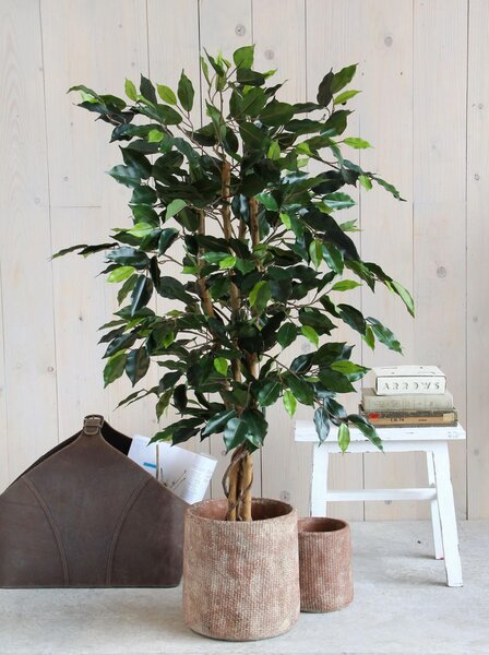 FIKUS BENJAMIN 65/110 cm