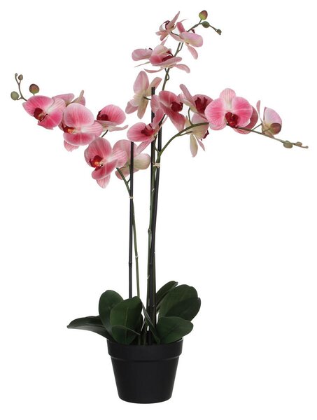 ORHIDEJA 79 cm