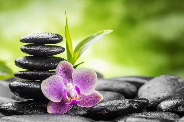 Samolepilna fototapeta meditacijska Zen kompozicija