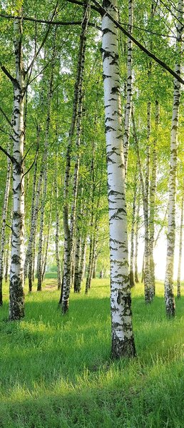 Fototapeta za vrata BREZOV GOZD 86x200 cm