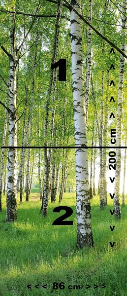 Fototapeta za vrata BREZOV GOZD 86x200 cm