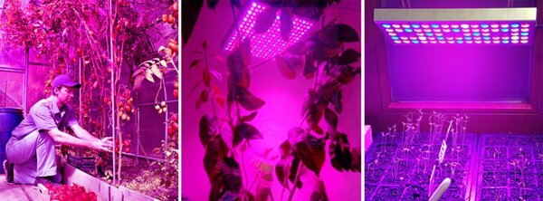 225 LED UV panel za rast rastlin 36W