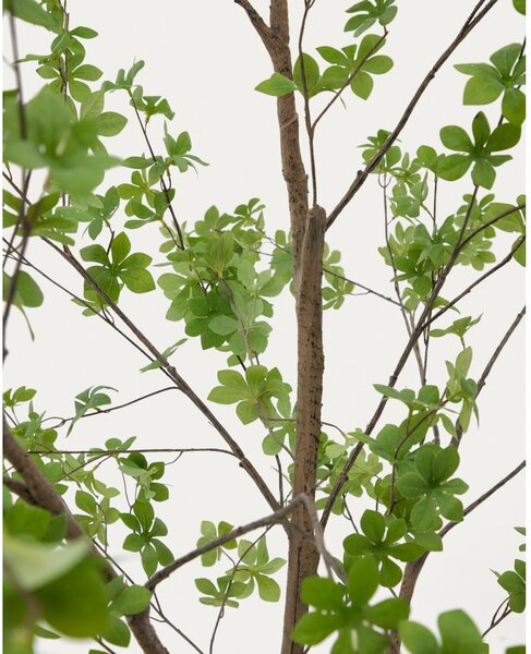 Umetna rastlina (višina 214 cm) Enkianthus – Kave Home