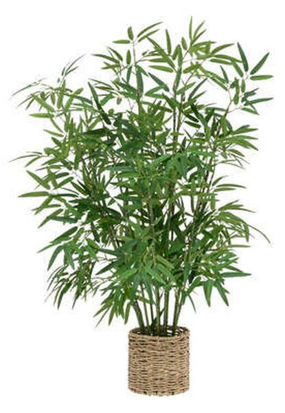 XXXL Okrasna Rastlina Bamboo