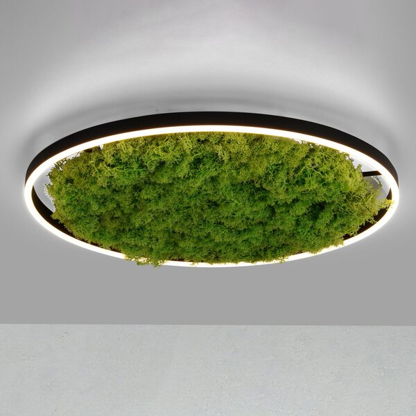 JUST LIGHT. GmbH LED stropna svetilka Green Ritus, mah z možnostjo zatemnitve Ø58,5cm, zatemnjen, Zelena, Dnevna soba / jedilnica, Sodobni