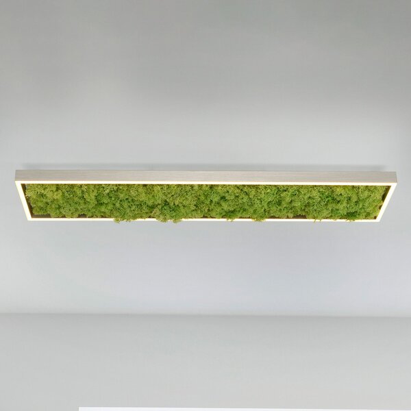 JUST LIGHT. GmbH Stropna svetilka LED Green Knut s pravim mahom, zatemnjen, Zelena, Dnevna soba / jedilnica, Sodobni