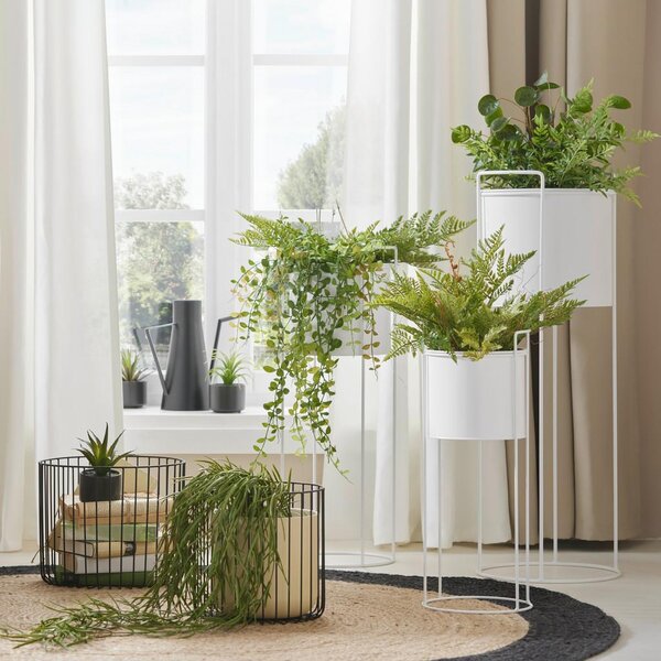 Modern Living Okrasna Rastlina Farn I