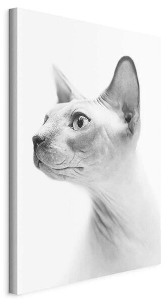 Artgeist Slika Na Platnu Hairless Cat