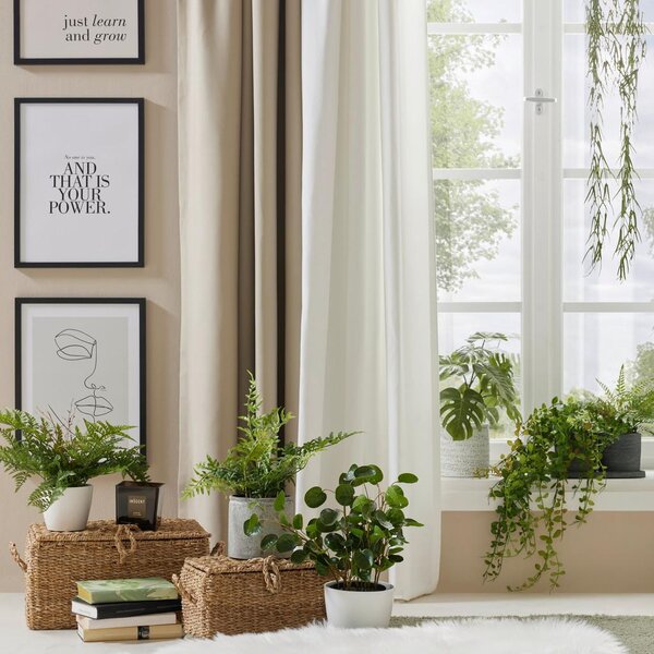 Modern Living Okrasna Rastlina Farn I