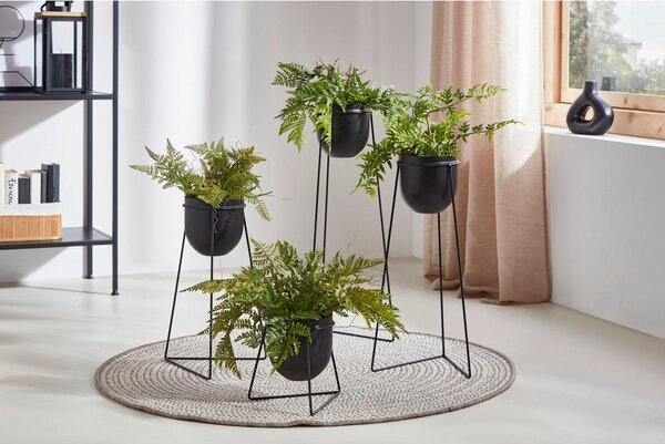 Modern Living Okrasna Rastlina Farn I