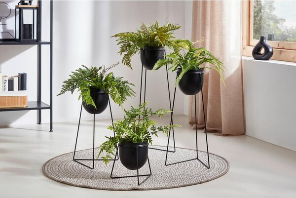 Modern Living Okrasna Rastlina Farn I