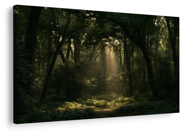 Slika sončni žarki v gozdu