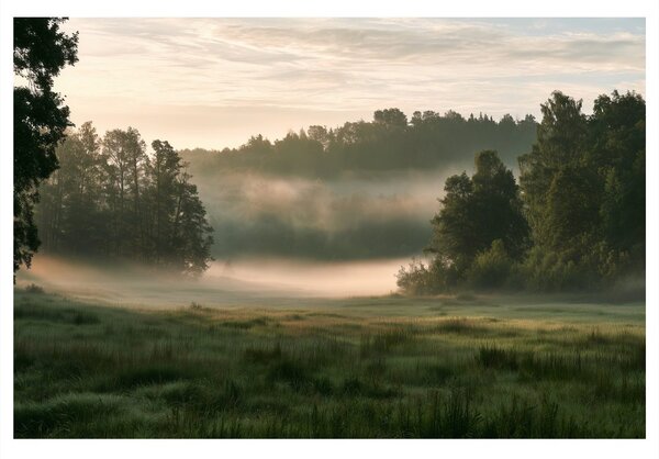 Slika megleno jutro nad travnikom