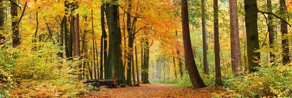 Samolepilna fototapeta za kuhinje gozd v jesenskih barvah