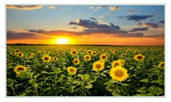 IR grelni panel Sunflower (Do x Š x V: 1.000 x 18 x 600 mm, 600 W)