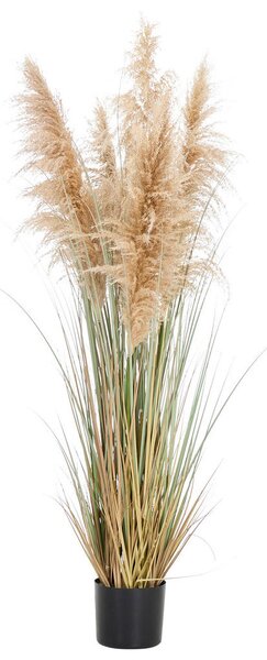 OKRASNA TRAVA 150 cm