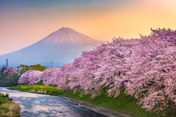 Fototapeta čudovita Japonska