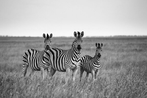 Fototapeta tri črno-bele zebre v savani