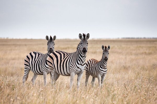 Fototapeta tri zebre v savani