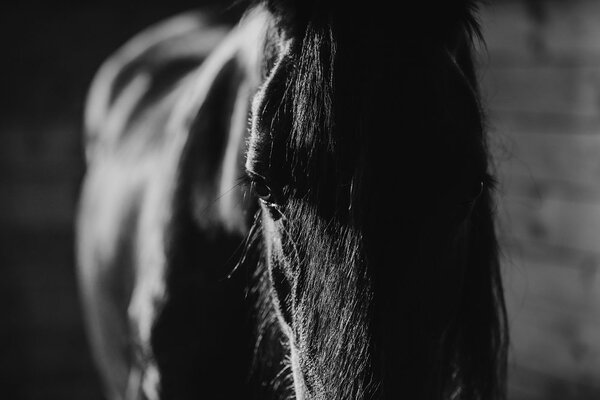 Fototapeta veličasten črno-bel konj