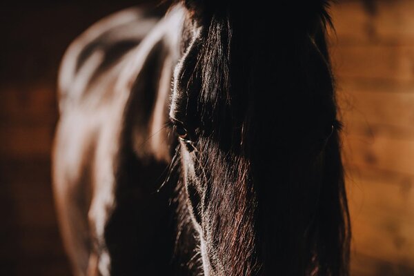 Fototapeta veličasten konj