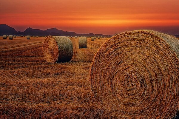 Fototapeta bale sena